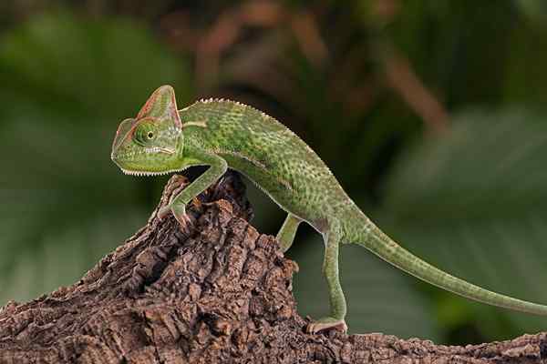 Voile caméléon