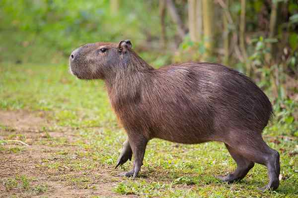 Capibara