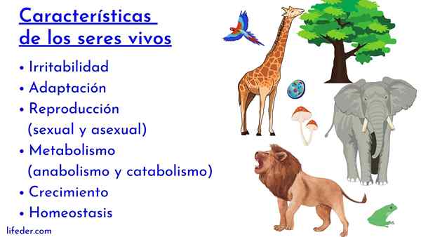 Características dos seres vivos