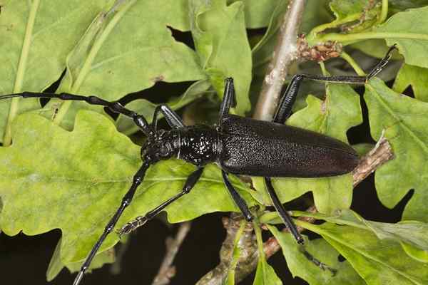 Značilnosti svinjine Cerambyx, habitat, cikel, hrana