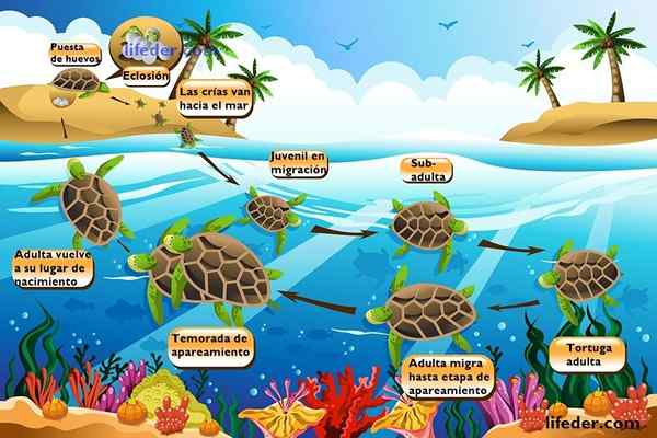 Ciclo de vida da tartaruga marinha para crianças