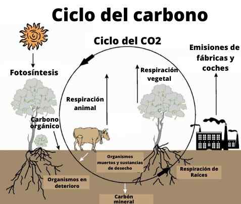 Ciclo di carbonio