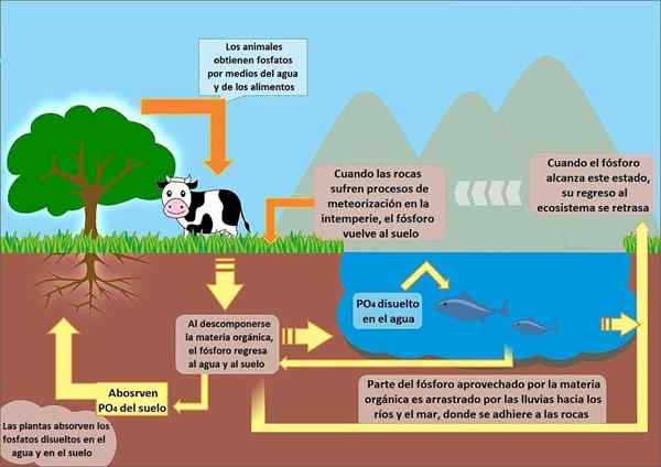 Ciclo de fósforo