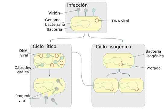 Ciclo logico Cosa sono, fasi ed esempi di virus