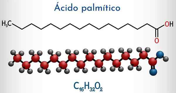 L'acide palmitique