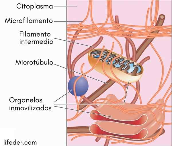 Cytoskelett