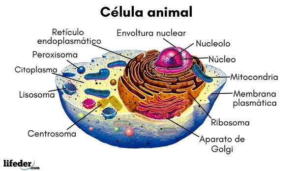 Célula animal