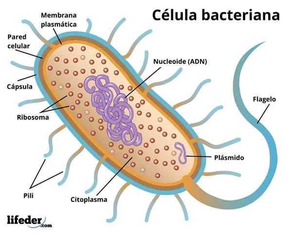 Sel bakteria