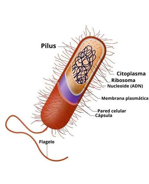 Hoe reproduceren bacteriën? Aseksuele en seksuele reproductie