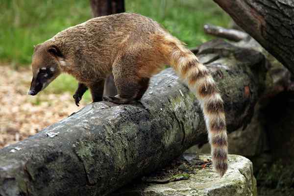 Coatí