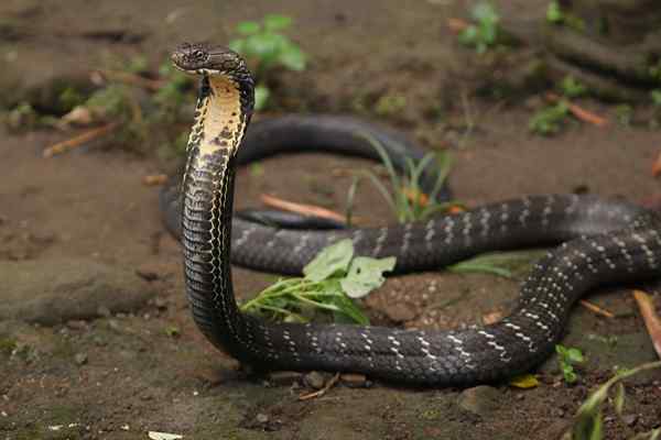 Características reais, habitat, mordida, comportamento