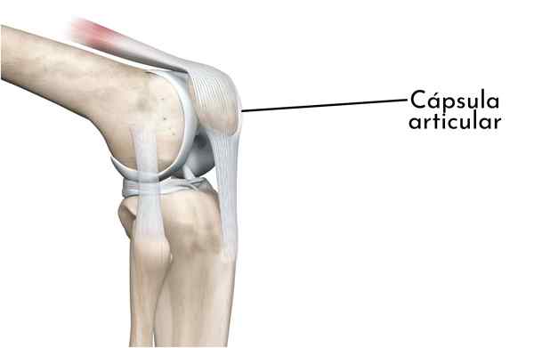 Capsule conjointe