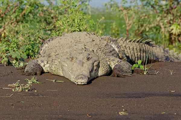 Crocodylus Acutus