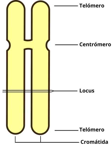 Chromatides