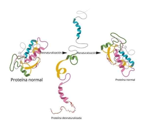 Protein denaturering hva som er, faktorer, konsekvenser