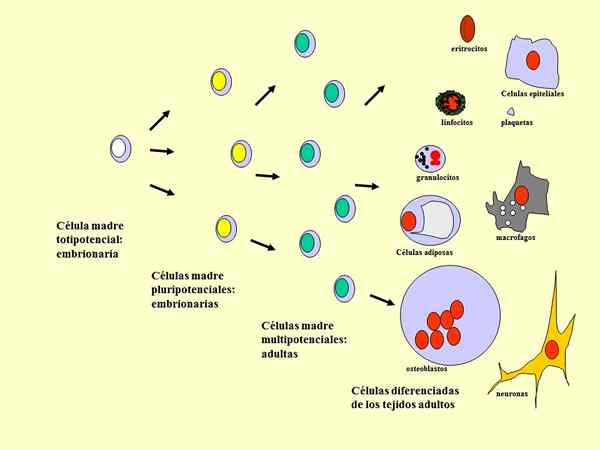 Celldifferentiering