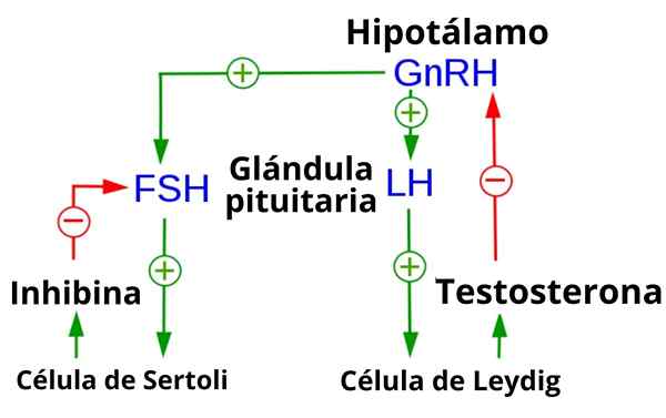 Hypothalamus-hypophysis-ovary Axis