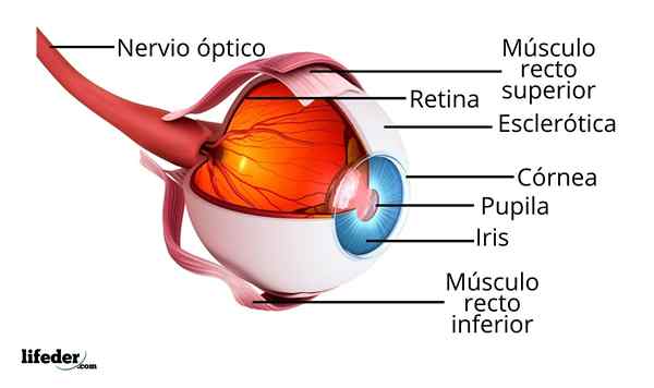 Os olhos, partes e funções