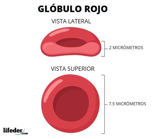 Erythrocytes (sel darah merah)