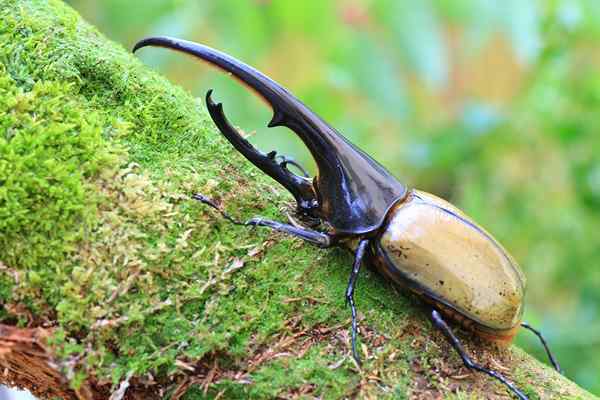 Hércules Beetle