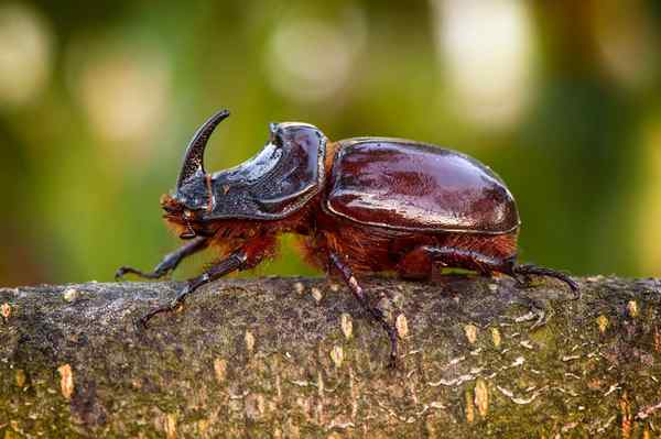 Rhinocéros coléoptère