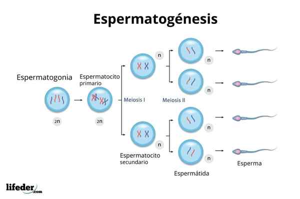 Primaire spermatocyten