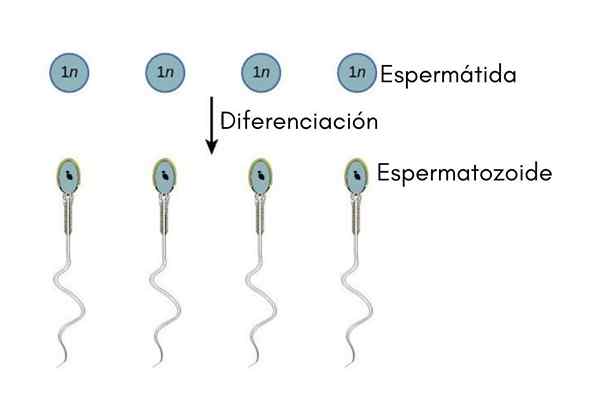 Spermiogeneesi