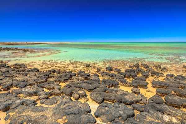 Stromatolites