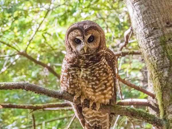 Mexico Fauna De 15 meest karakteristieke dieren