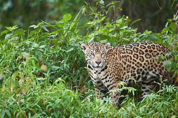 Flora dan Fauna Wilayah Pasifik di Kolombia