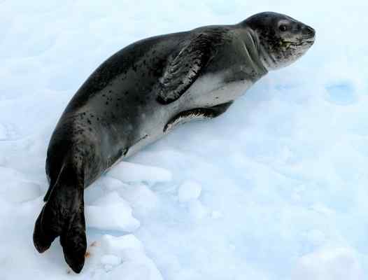 Características do foca de leopardo, habitat, comida, comportamento