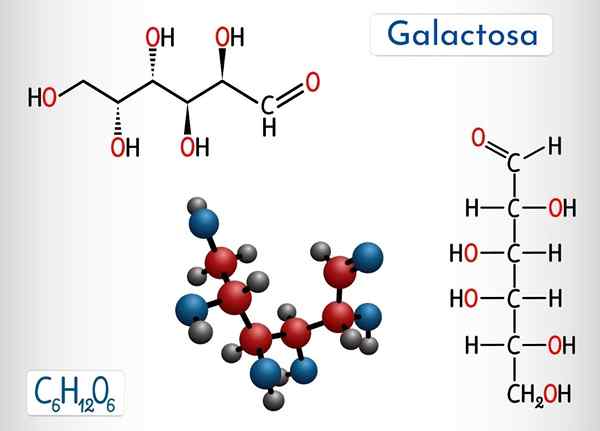 Galactose