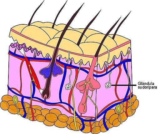 Glandes sudoripares