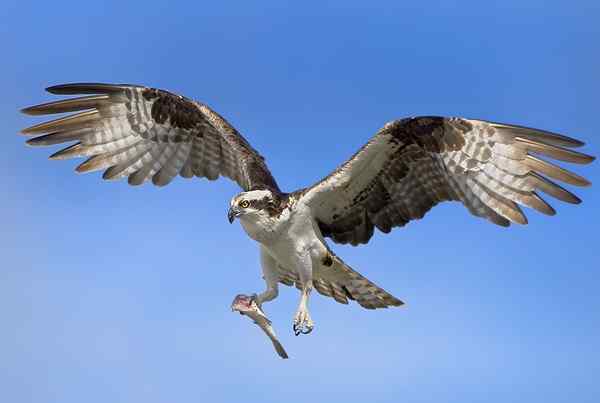 Značilnosti Pescadora Eagle, habitat, hrana, vedenje