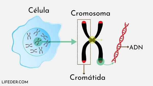 Hétérozygote