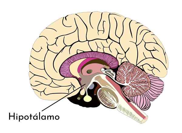 Hypotalamus