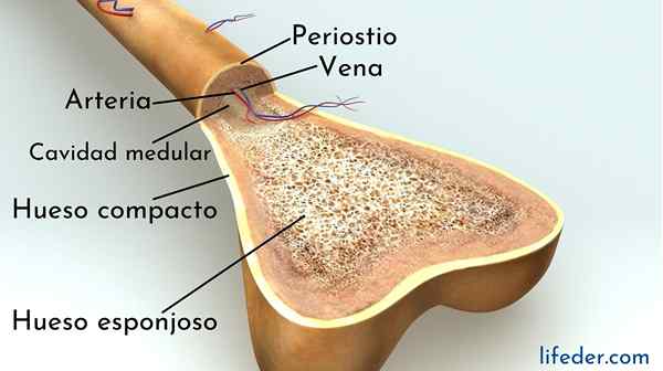 Osso spugnoso