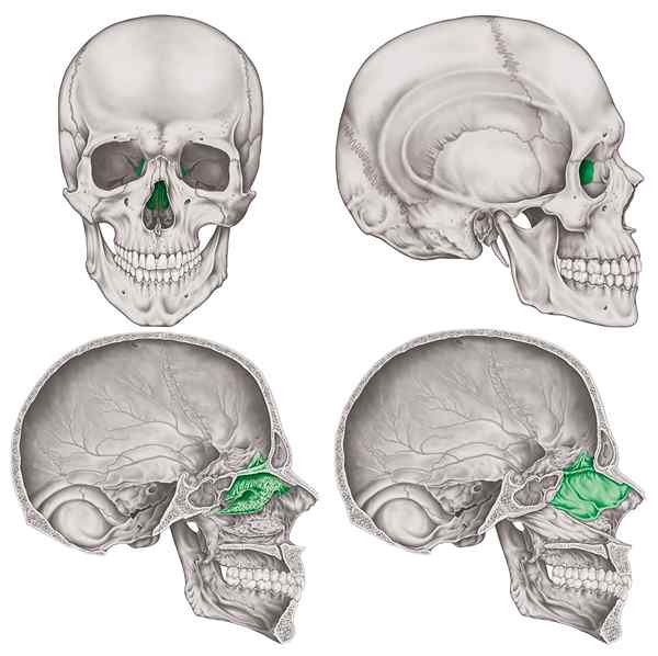 Etmoid Bone