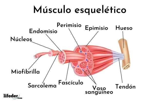 Fuseau musculaire