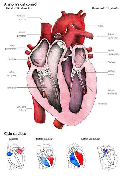 Innervation des Herzens