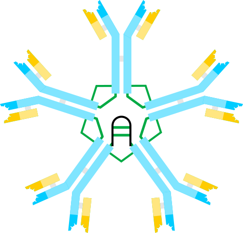 Imunoglobulín M (IgM)