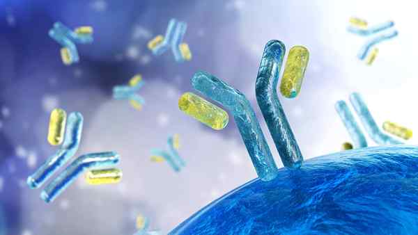 Immunoglobuline