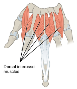 Interos dorsal