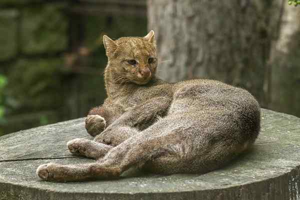 Jaguarundi