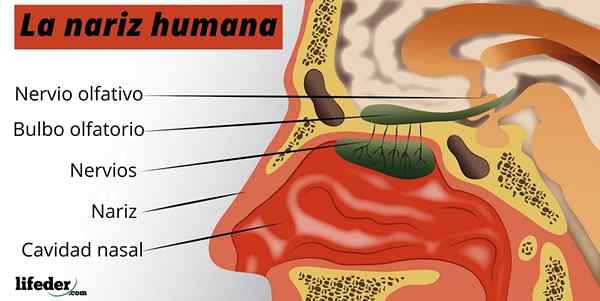O nariz, suas partes e funções