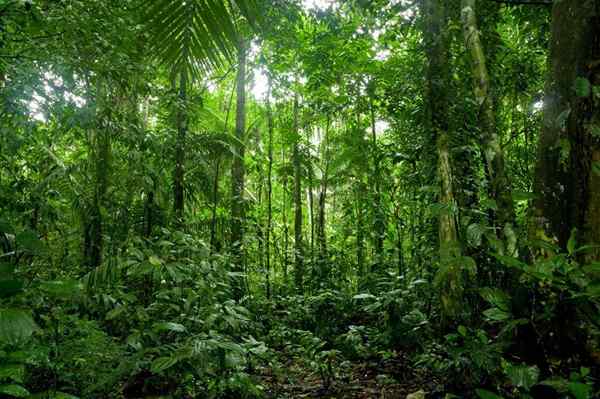 As 13 características mais importantes da selva