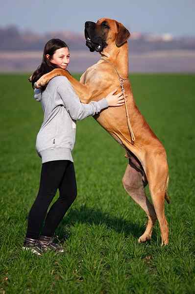 As 20 maiores corridas de cães do mundo