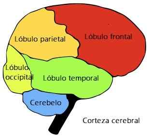 Lóbulos cerebrais