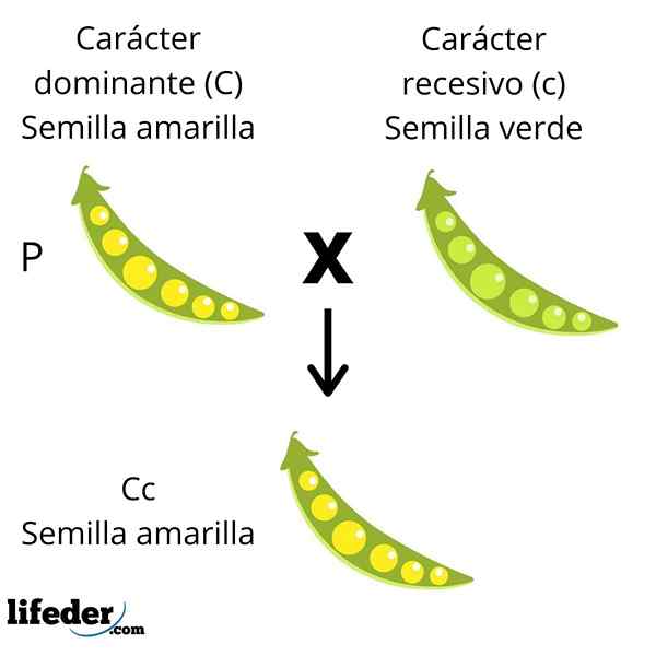 Undang -undang Mendel