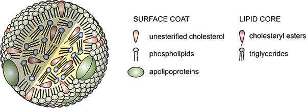 Lipoprotéines